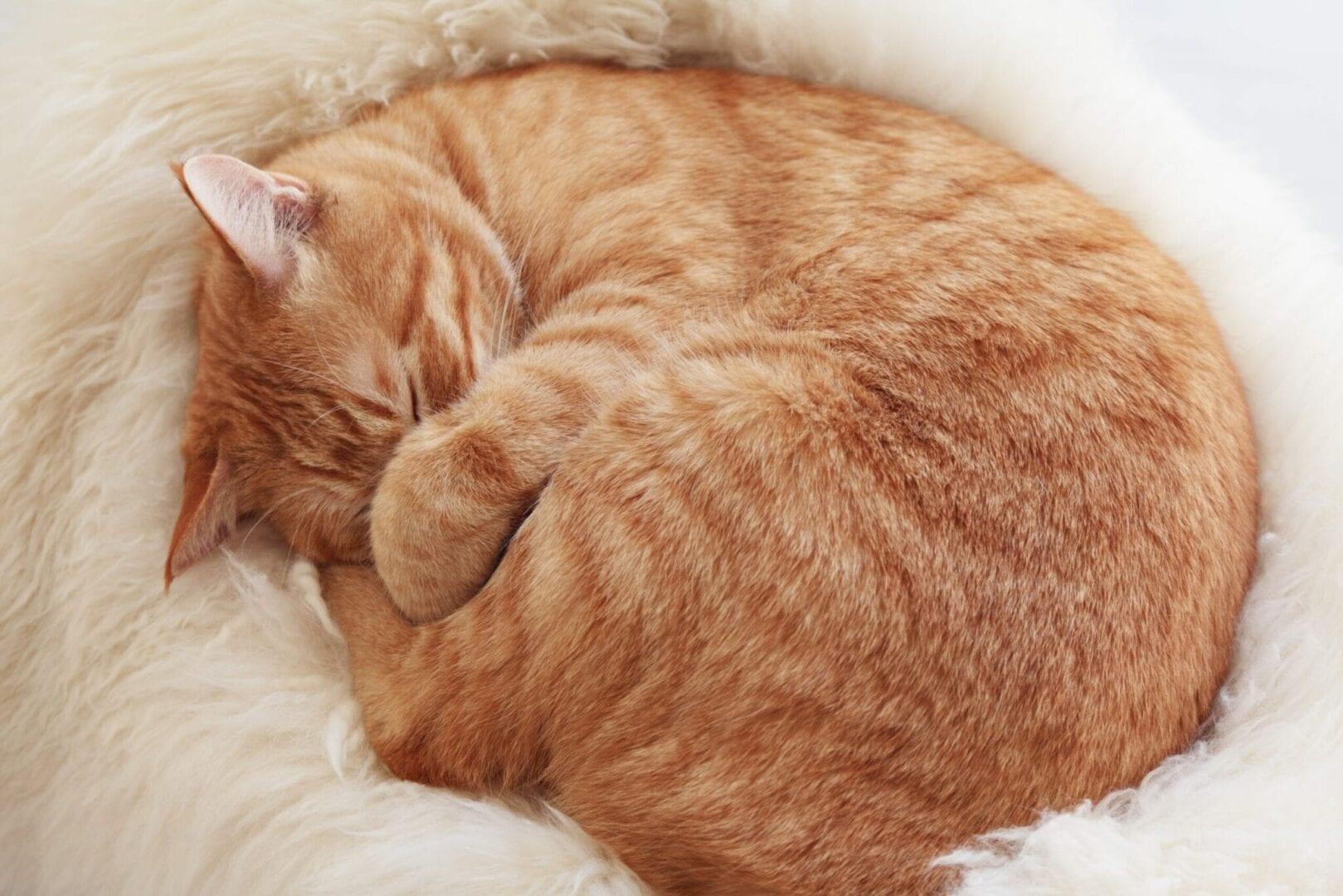 Why Your Furry Friend Needs a Special Bed at Home - Alteris